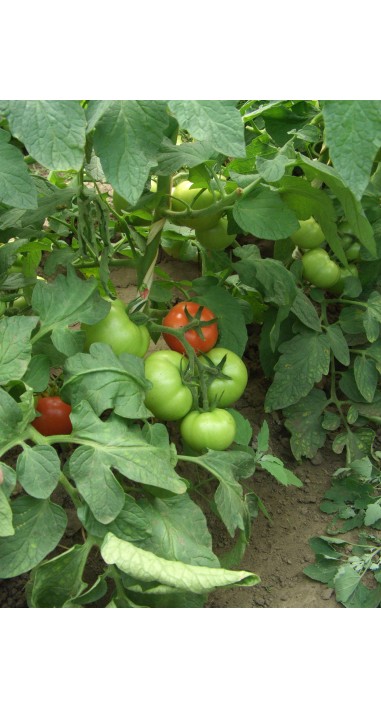 Томат Гібрид - 35 F1