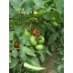 Томат Гібрид - 35 F1