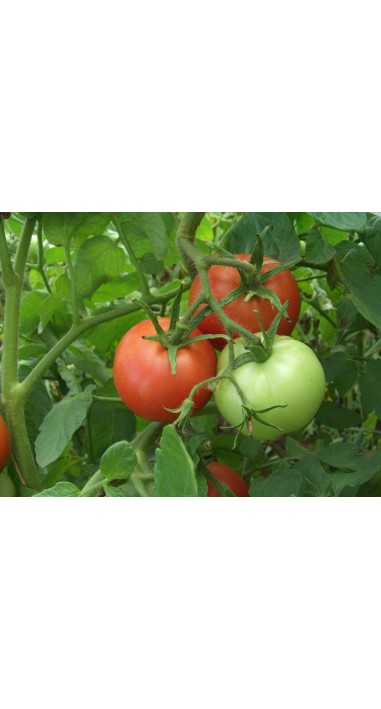 Томат Гібрид - 35 F1