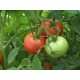 Томат Гібрид - 35 F1