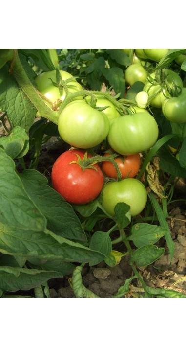 Томат Гібрид - 35 F1