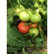 Томат Гібрид - 35 F1
