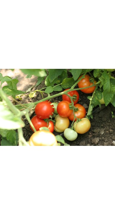 Томат Гібрид - 35 F1