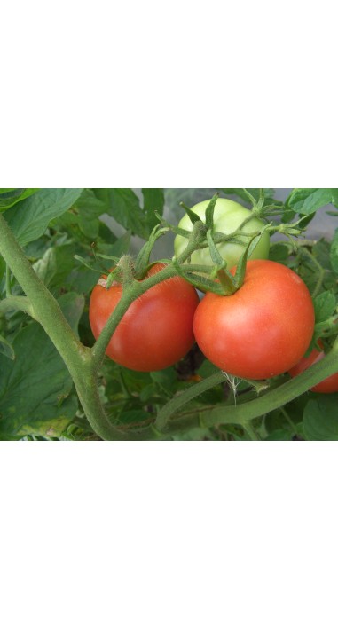Томат Гібрид - 35 F1