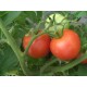 Томат Гібрид - 35 F1