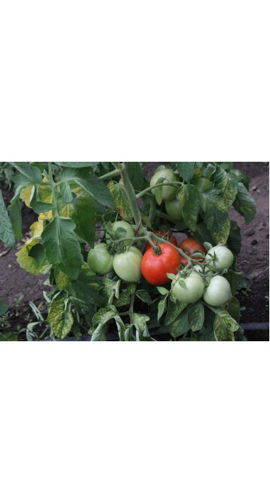 Томат Дельфін F1