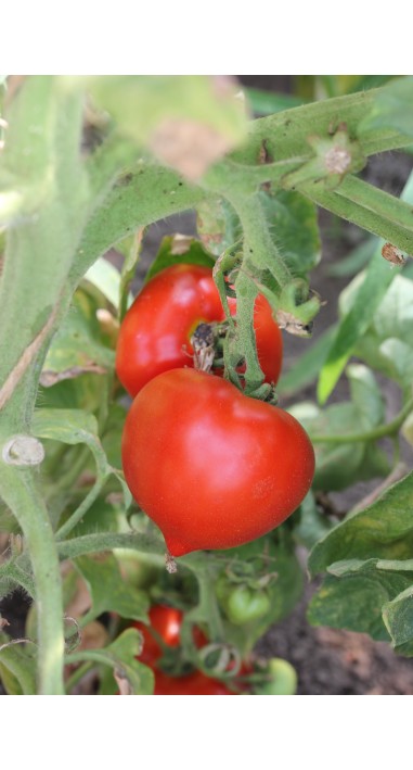 Томат Дельфін F1