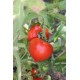 Томат Дельфін F1