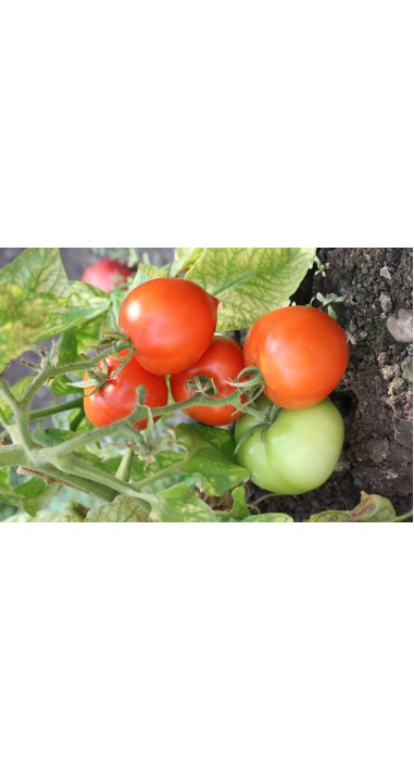 Томат Дельфін F1