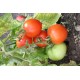 Томат Дельфін F1