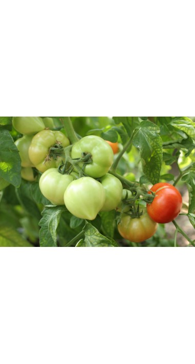 Томат Дельфін F1