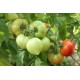 Томат Дельфін F1