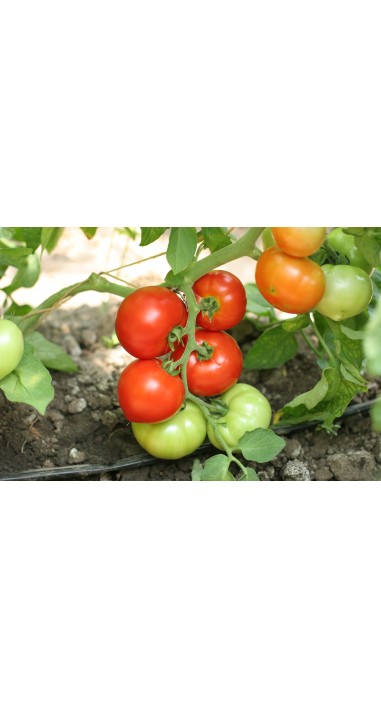 Томат Дельфін F1