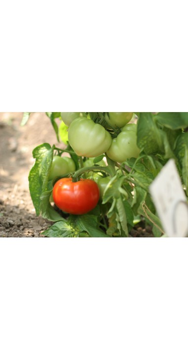 Томат Дельфін F1