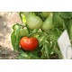 Томат Дельфін F1