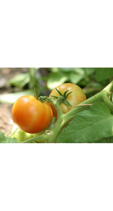 Томат Дельфін F1