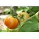 Томат Дельфін F1