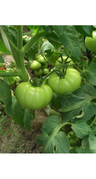 Томат Дельфін F1