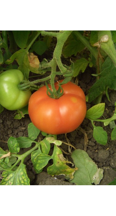 Томат Прима - люкс F1