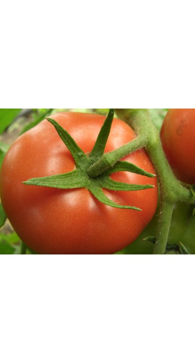 Томат Прима - люкс F1