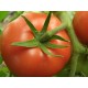 Томат Прима - люкс F1