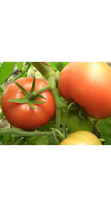 Томат Прима - люкс F1
