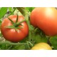 Томат Прима - люкс F1