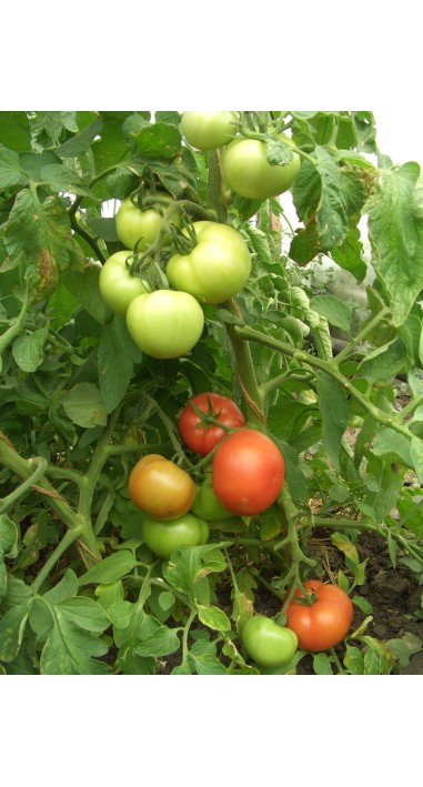 Томат Прима - люкс F1