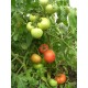 Томат Прима - люкс F1