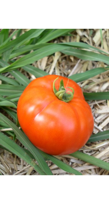Томат Прима - люкс F1