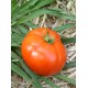 Томат Прима - люкс F1