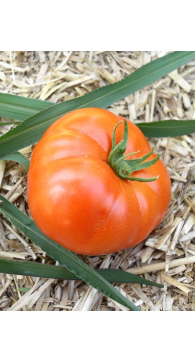 Томат Прима - люкс F1