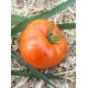 Томат Прима - люкс F1