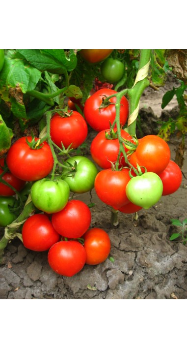 Томат Редіно F1
