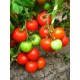 Томат Редіно F1