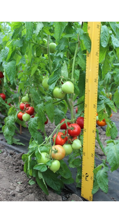 Томат Редіно F1