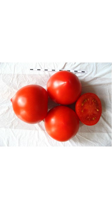 Томат Редіно F1