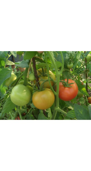 Томат Єсенія F1