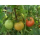 Томат Єсенія F1