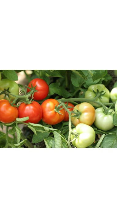 Томат Єсенія F1