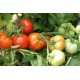 Томат Єсенія F1