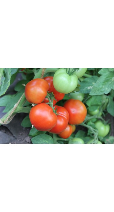 Томат Єсенія F1