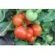 Томат Єсенія F1