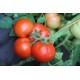 Томат Єсенія F1