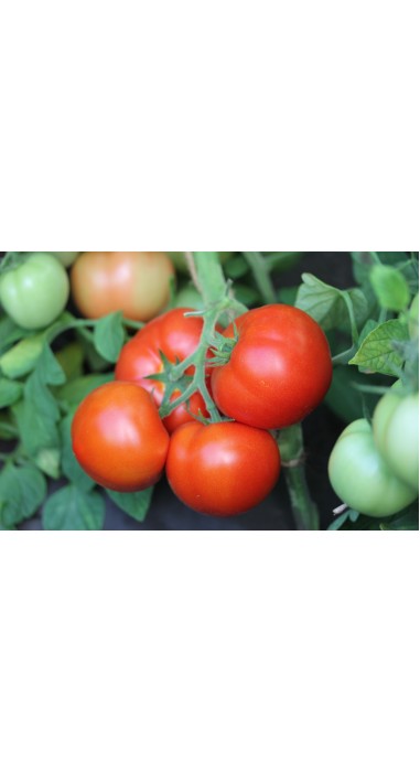 Томат Єсенія F1