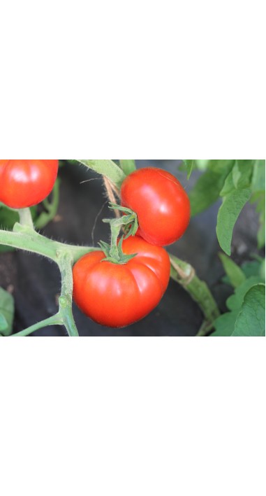 Томат Єсенія F1