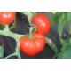 Томат Єсенія F1