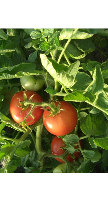 Томат Зінаїда F1