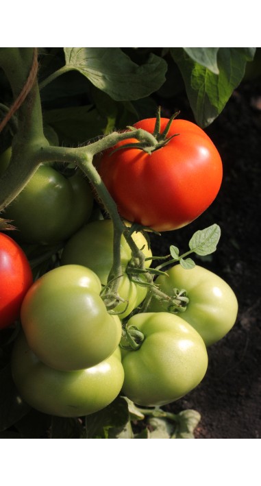 Томат Зінаїда F1