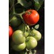 Томат Зінаїда F1